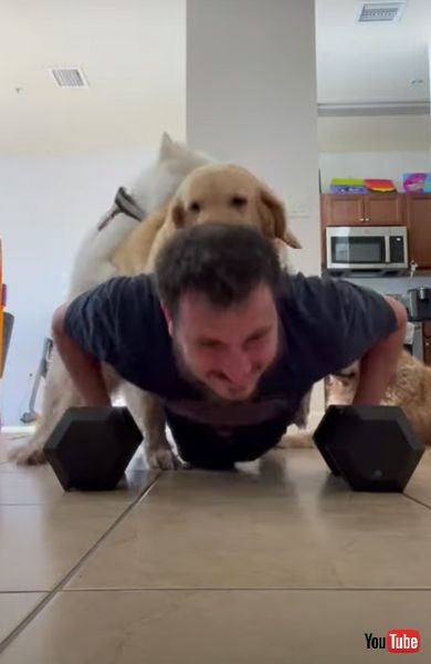 ゴールデンレトリバー　筋トレ　動画　面白　かわいい　ワンコ