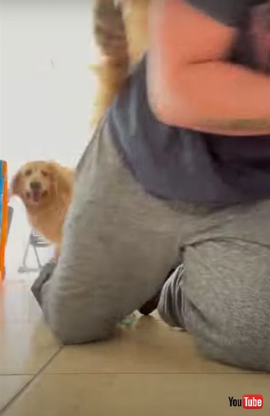 ゴールデンレトリバー　筋トレ　動画　面白　かわいい　ワンコ