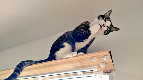 猫　エアコン　乗る　画像　面白　あるある