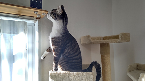 猫　エアコン　乗る　画像　面白　あるある