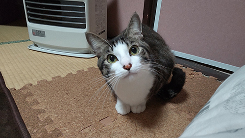 猫　エアコン　乗る　画像　面白　あるある