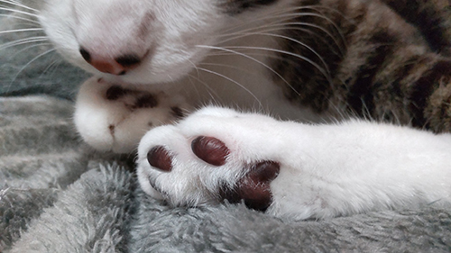 猫　エアコン　乗る　画像　面白　あるある