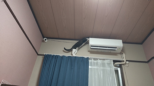 猫　エアコン　乗る　画像　面白　あるある