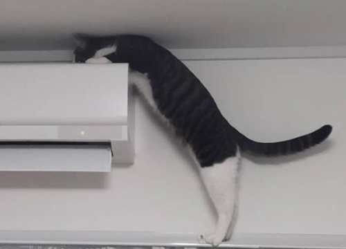 猫　エアコン　乗る　画像　面白　あるある