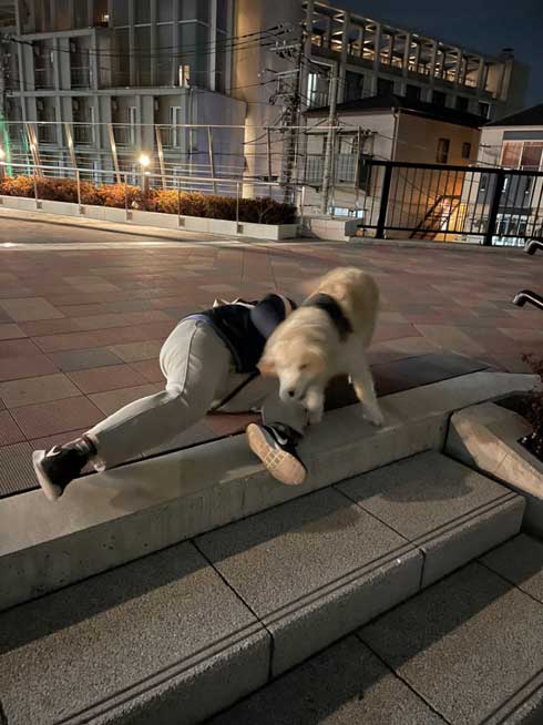 階段でこけた飼い主 どつく犬 オーバーキル ゴールデンレトリバー 散歩