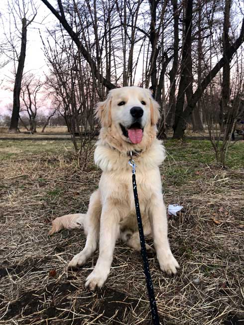階段でこけた飼い主 どつく犬 オーバーキル ゴールデンレトリバー 散歩