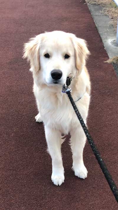 階段でこけた飼い主 どつく犬 オーバーキル ゴールデンレトリバー 散歩