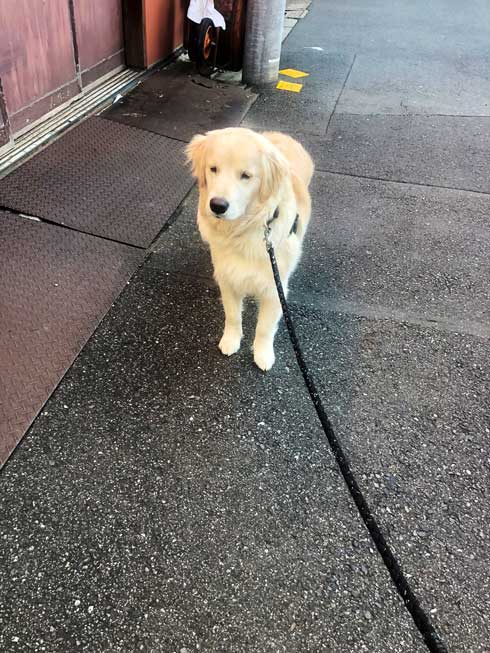 階段でこけた飼い主 どつく犬 オーバーキル ゴールデンレトリバー 散歩