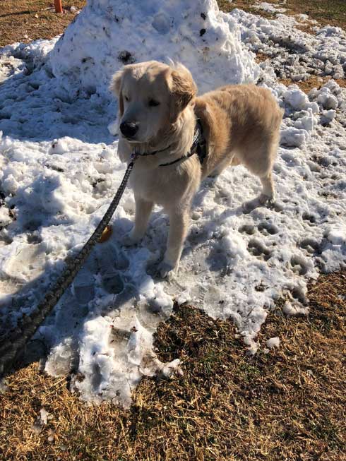 階段でこけた飼い主 どつく犬 オーバーキル ゴールデンレトリバー 散歩