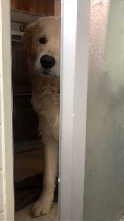 階段でこけた飼い主 どつく犬 オーバーキル ゴールデンレトリバー 散歩