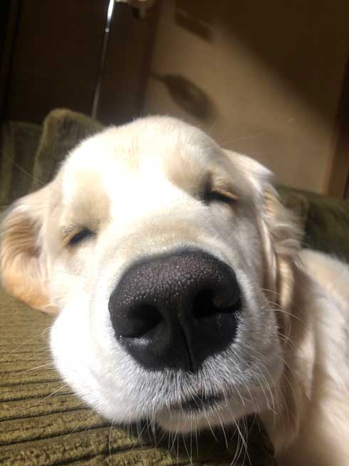 階段でこけた飼い主 どつく犬 オーバーキル ゴールデンレトリバー 散歩