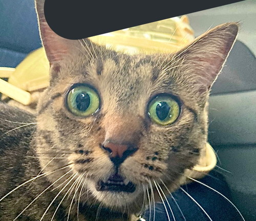 病院だと知った猫ちゃん