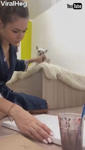 犬 飼い主 おもちゃ 拾う