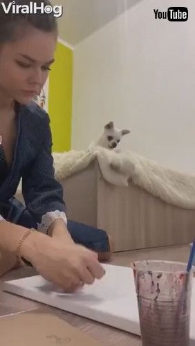 「Dog Deliberately Throws Toy Out of Bed || ViralHog」