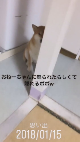 柱の後ろに隠れるポポちゃん 柴犬 動画 かわいい 面白 Shiba