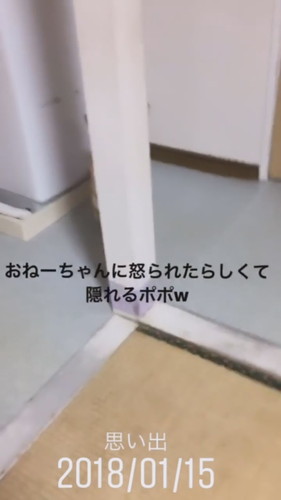 柱の後ろに隠れるポポちゃん 柴犬 動画 かわいい 面白 Shiba