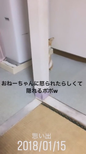 柱の後ろに隠れるポポちゃん 柴犬 動画 かわいい 面白 Shiba