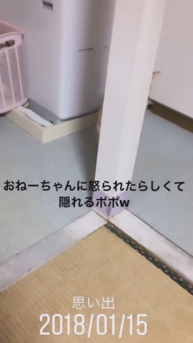 柱の後ろに隠れるポポちゃん 柴犬 動画 かわいい 面白 Shiba