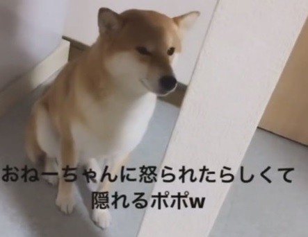 柱の後ろに隠れるポポちゃん 柴犬 動画 かわいい 面白 Shiba