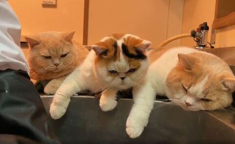 てんぷら みかん あんみつ 洗い物