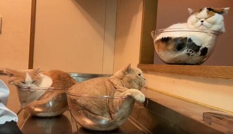 てんぷら みかん あんみつ 洗い物