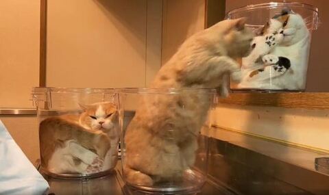 てんぷら みかん あんみつ 洗い物