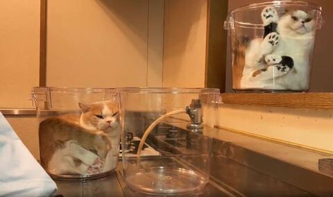 てんぷら みかん あんみつ 洗い物