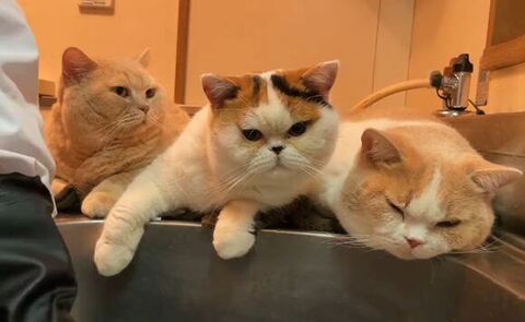 てんぷら みかん あんみつ 洗い物