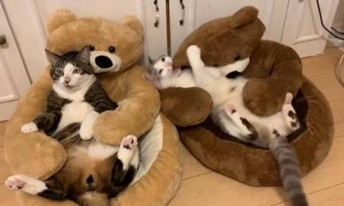 猫 熊をボコボコ 大福くん ちくわくん　ベッド　かわいい　動画