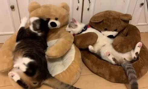 猫 熊をボコボコ 大福くん ちくわくん　ベッド　かわいい　動画