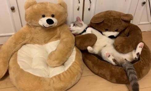 猫 熊をボコボコ 大福くん ちくわくん　ベッド　かわいい　動画