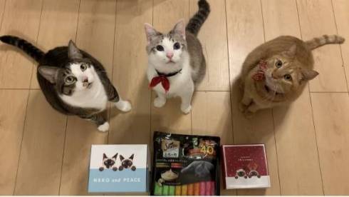 猫 熊をボコボコ 大福くん ちくわくん　ベッド　かわいい　動画