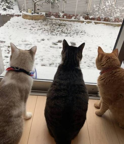 猫 熊をボコボコ 大福くん ちくわくん　ベッド　かわいい　動画