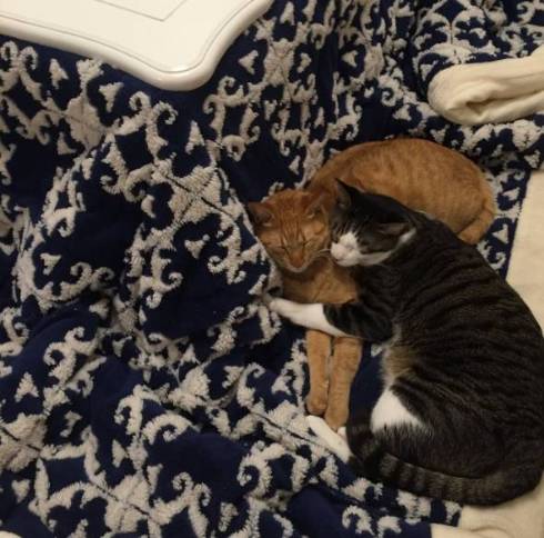 猫 熊をボコボコ 大福くん ちくわくん　ベッド　かわいい　動画