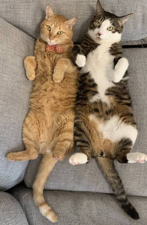 猫 熊をボコボコ 大福くん ちくわくん　ベッド　かわいい　動画