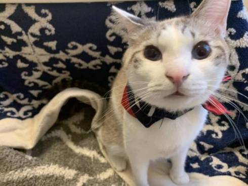 猫 熊をボコボコ 大福くん ちくわくん　ベッド　かわいい　動画