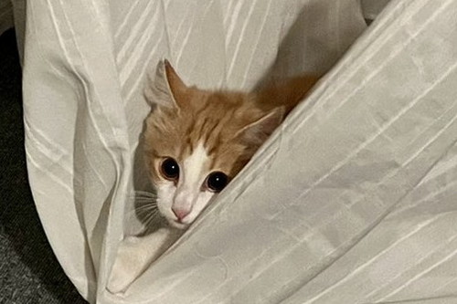 変な音 うに カーテン ビリビリ 猫