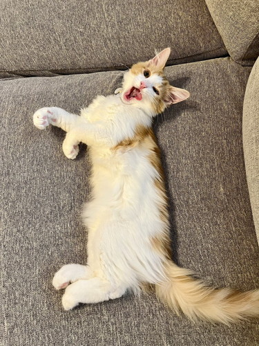 変な音 うに カーテン ビリビリ 猫