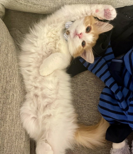 変な音 うに カーテン ビリビリ 猫