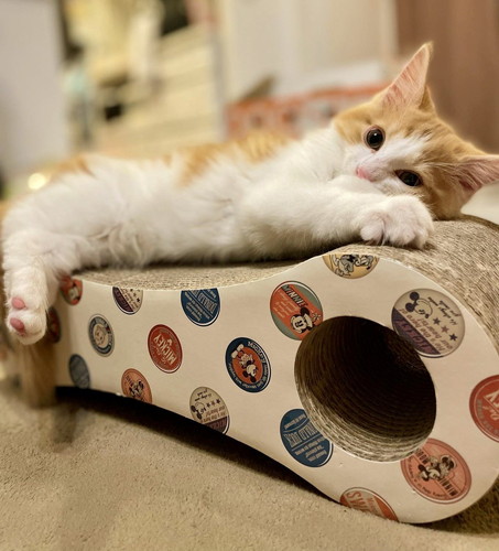 変な音 うに カーテン ビリビリ 猫