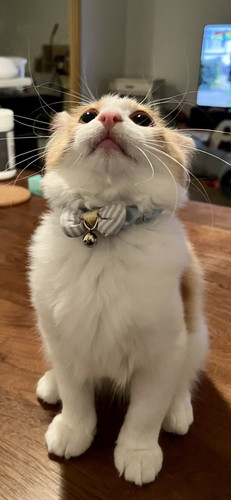 変な音 うに カーテン ビリビリ 猫