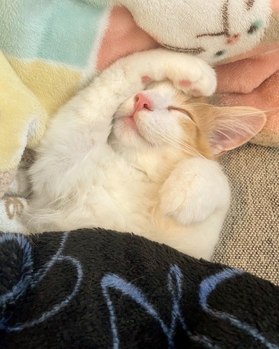 変な音 うに カーテン ビリビリ 猫