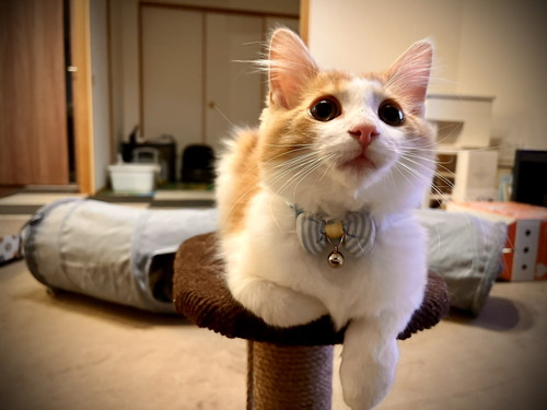 変な音 うに カーテン ビリビリ 猫