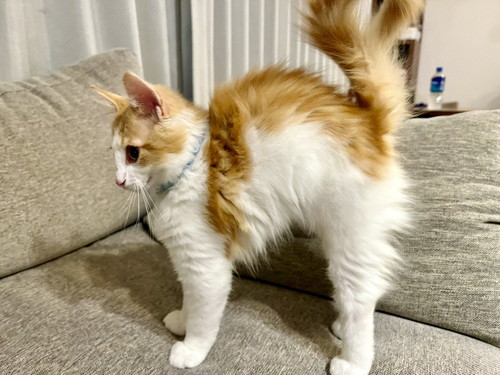 変な音 うに カーテン ビリビリ 猫