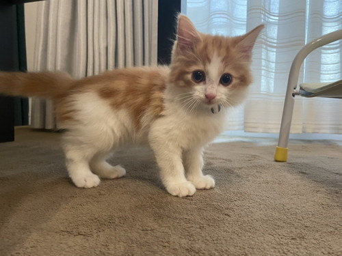 変な音 うに カーテン ビリビリ 猫