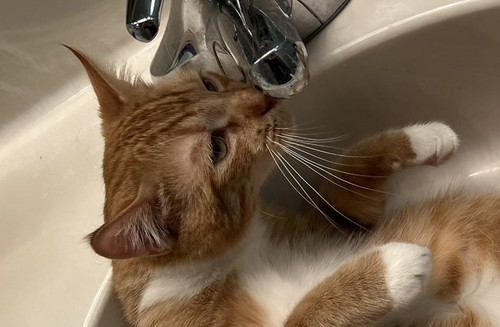 蛇口 水 飲む アルバート おっさん