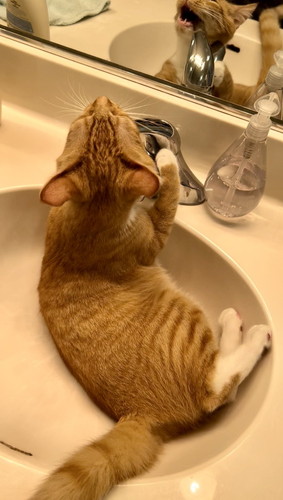 蛇口 水 飲む アルバート おっさん