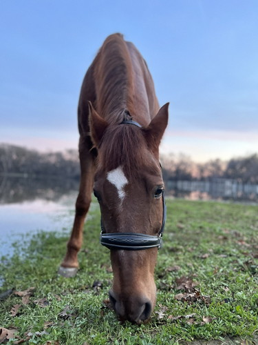 蛇口 水 飲む アルバート おっさん