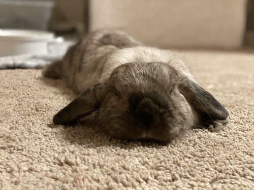 蛇口 水 飲む アルバート おっさん