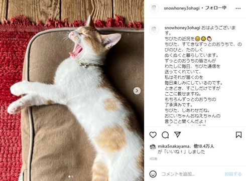 石田ゆり子 ちびた 猫 ミルクボランティア 現在